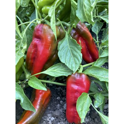 Azure Husbandry Doux d'Espagne Pepper Seed, Organic