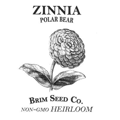 Brim Seed Co. Flower, Zinnia, Polar Bear, Heirloom Seed