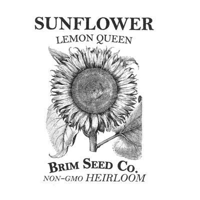 Brim Seed Co. Flower, Sunflower, Lemon Queen, Heirloom Seed