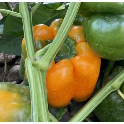 Azure Husbandry Etiuda Orange Pepper Seed, Organic