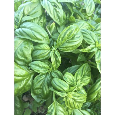 Azure Husbandry Emily Basil Seed, Organic